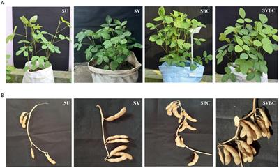 Marvels of Bacilli in soil amendment for plant-growth promotion toward sustainable development having futuristic socio-economic implications